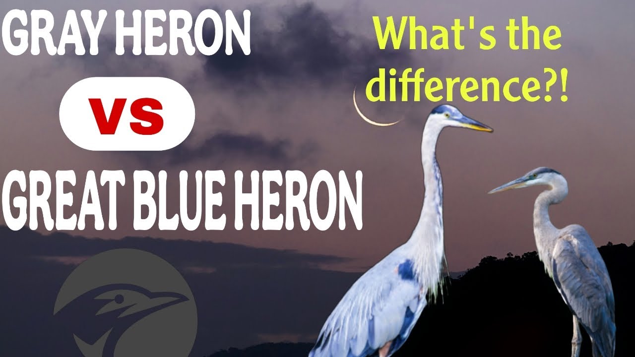 Grey Heron vs Great Blue Heron | Key Differences || You Should Know!