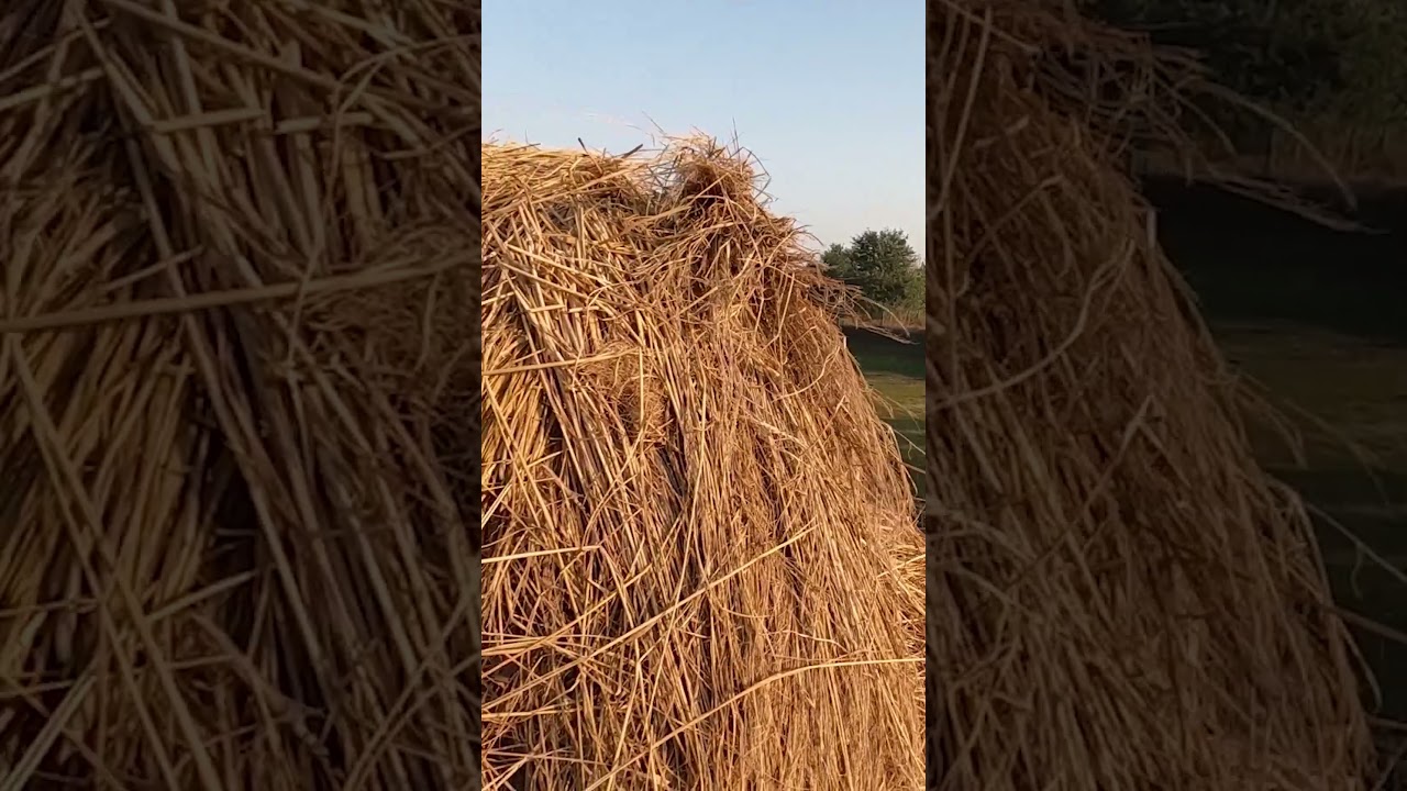 New fish 🐟 farm 🚜 life 