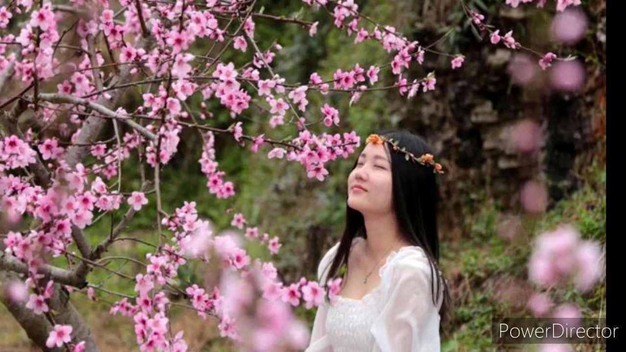 桃花雨－雨露｜毅哥口琴