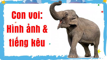 Dạy bé học con vật qua tiếng kêu và hình ảnh con voi ở vườn bách thú | Giáo dục trẻ em ECE