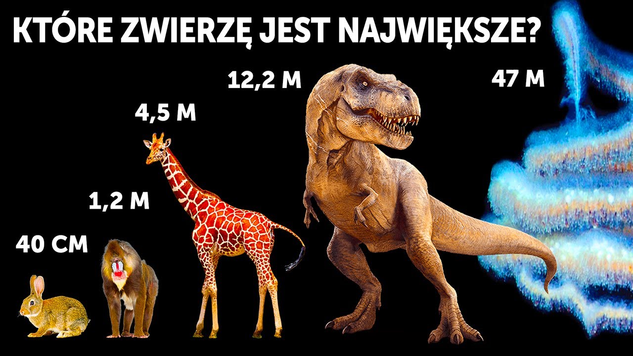 Porównanie gabarytów zwierząt (wieloryby wcale nie są największe!)