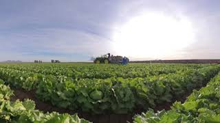 A 360 Farm Tour of Arizona Lettuce