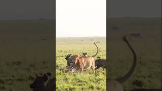 Young lion trying to defend his meal against a clan of hyenas #wildlife #lion #shorts