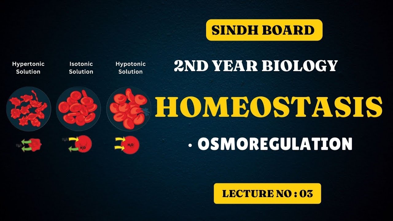 osmoregulation | homeostasis | chapter 15 | class 12 biology | Sindh board new book