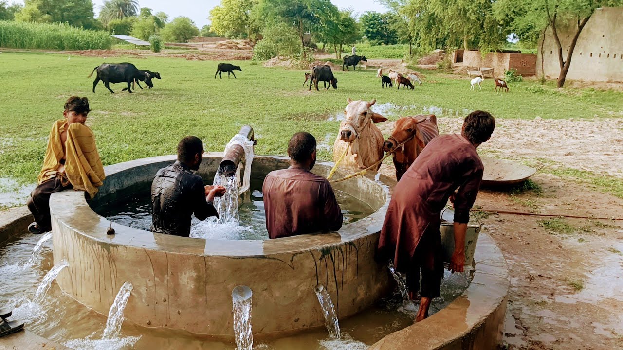 Desi Water Turbine System | Cow Washing & Drinking Scene in Village Life