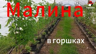 МАЛИНА В ГОРШКАХ. Ответы на вопросы.