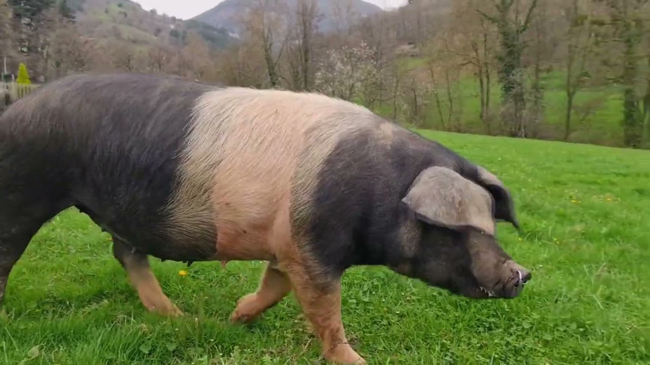 Euskal txerria ( Ezkio) eta etxeko artoa ( Telleriarte ,Legazpi)