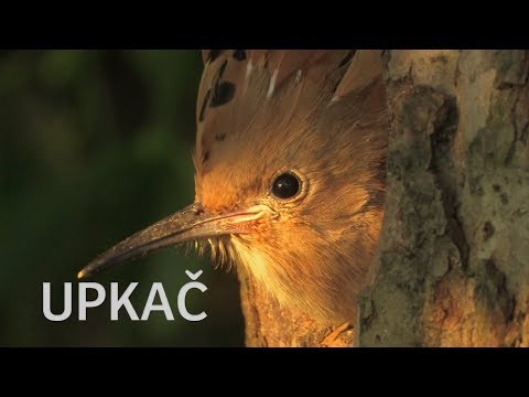 Video: Deklica, Ki Prejema Darila Od Ptic - Alternativni Pogled