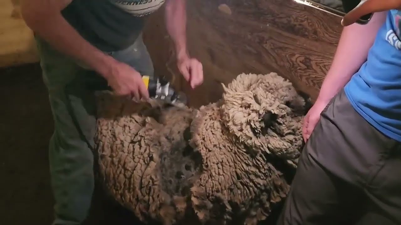 Review on Sheep Sheers | Time to Sheer our Sheep | Hobby Farm Tools | Amazon Review