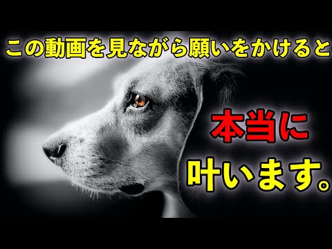 超強力サブリミナル この動画を見ながら願いをかけると 本当に願いが叶うと言われています ご縁がないとこの動画には辿り着けない 見ると幸せになる 癒しの高波動の特別な動画 願望実現 恋愛成就 願いが叶 Youtube