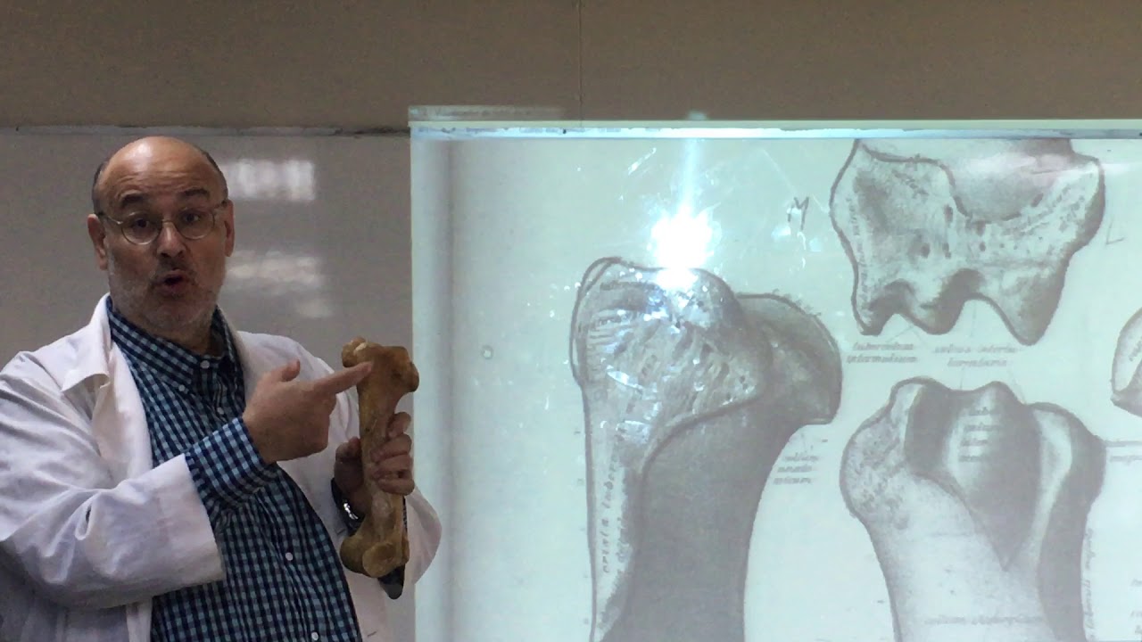 Anatomía comparada miembro anterior equino