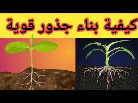 فيديو: شرح مناطق جذور النبات - سقي منطقة الجذر في النباتات