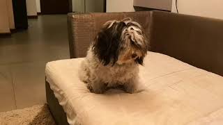 Havanese Sara- slow waker