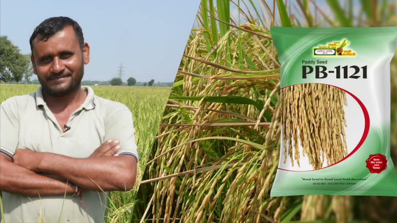 PB-1121 Rice Crops | SVHSPL  Paddy Seeds PB-1121