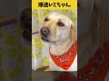 【ASMR 爆速レミちゃん38】鹿のあばらをカミカミする歯磨きレミちゃん/Raw Feeding Dogs asmr #shorts