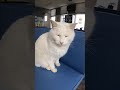 待合室に猫