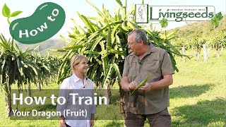 How to Train Your Dragon (Fruit)! | Pro dragon fruit growing tips