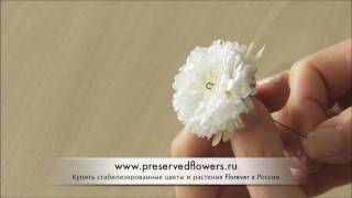 Создаем ножку у стабилизированного бутона Florever Создаем ножку у стабилизированного бутона Florever