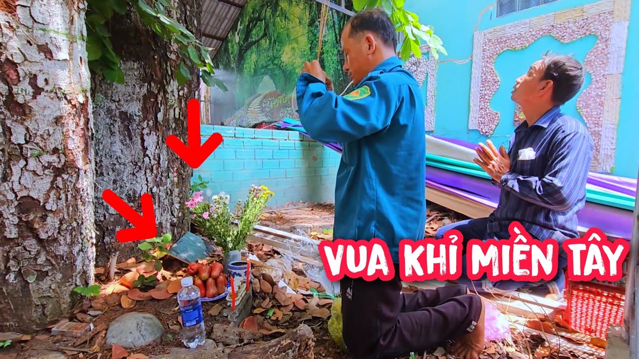 Vua Khỉ làm nghề cưa cây 30 năm lần đầu tiên cưa Cây Gõ Mật (Phần 1).