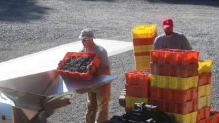 Cab Franc going into the crusher/destemmer