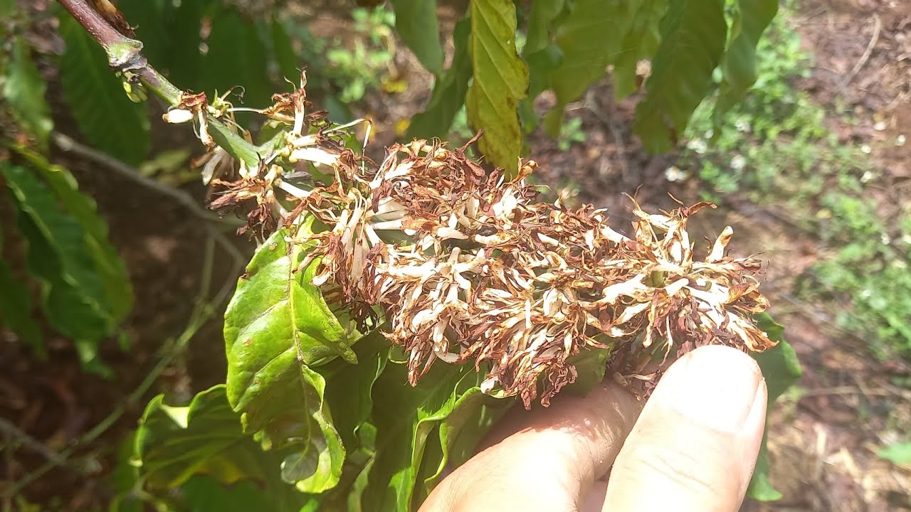 Cà phê đang ra hoa gặp mưa có bị làm sao không ?