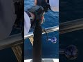 沖縄国頭沖でのジギング巨大魚?ヒットシーン #shorts