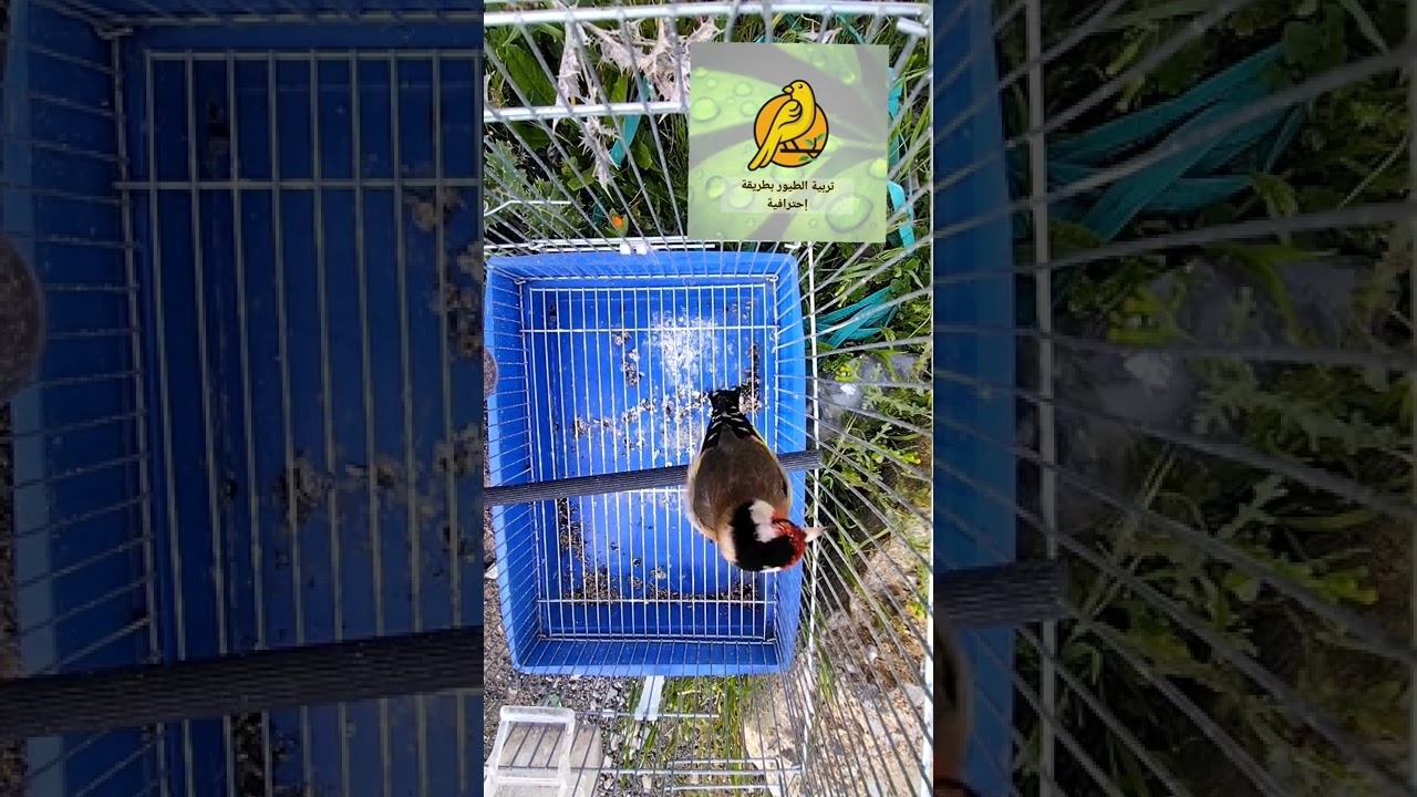 غناء الحسون #chardonneret، #jilguero