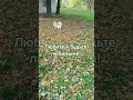 Мир прекрасен! А я люблю свои края родные, свои любимые края, особенно осенью!#хризантема