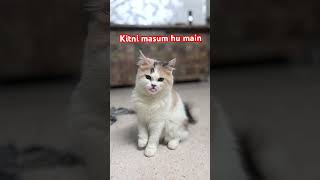 Kitni Pyari Hu Main