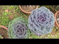 GOVT BOTANICAL GARDEN MUNNAR #IMPATIENTSGARDEN#gardenvlog#munnar#nature #ornamentalplants 🌸🌹🌼🪻🌳🌵