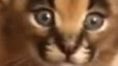 Arcues x raise floppa auto click script