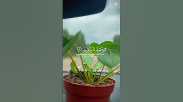 سورة الاخلاص 🌸 #لايك  #السعودية #تيك_توك #العراق #ياسر_الدوسري #اكسبلور #دويتو #الامارات #اقتباسات