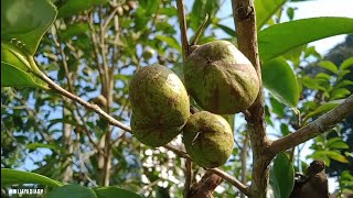 Episode 679 Buah Teh