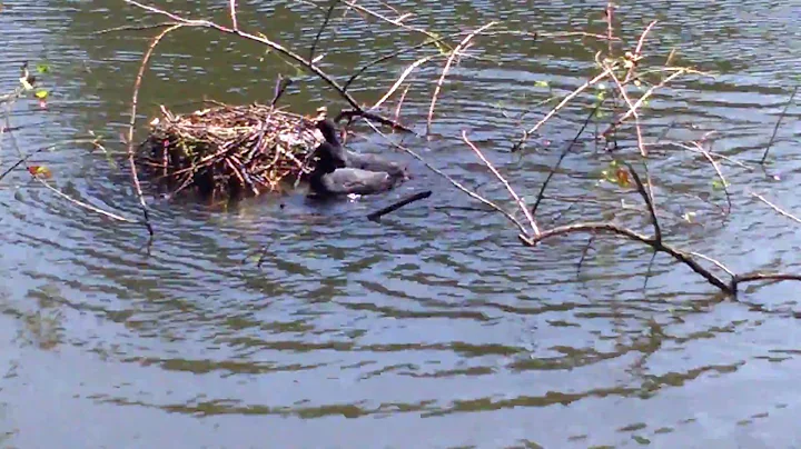 Coots in Brugge making a nest.