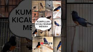 Album Murai Batu  Prestasi muraibatugacor