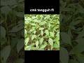 persemaian cmk tangguh f1 panah merah sangat subur #duniapertanian #cmktangguh #farming