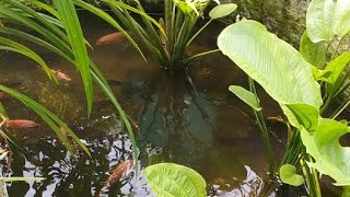 Ikan Nila Apakah Bisa Sekolam Dengan LOBSTER ?