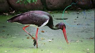 Ciconia nigra / Black stork