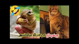 Funny animal mind voise in tamil |Part 01 |RM MIRAJ VLOG