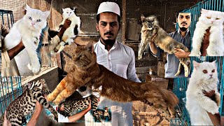 Maine coon || leopard  || cat farming in india || maviya cattery