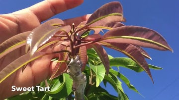 Adding More Varieties to the Multigrafted Mango Tree!  I