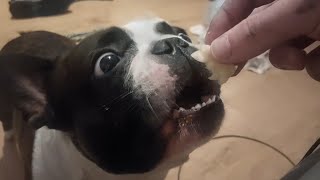 Bingo Is A Mash Potato Lover