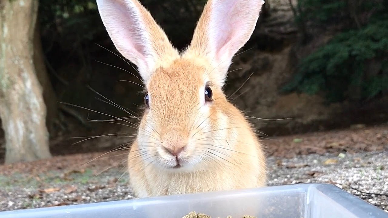 Rabbit that may be the most graceful rabbit in the world - YouTube