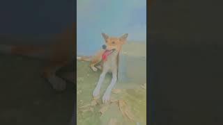 my dog is Sigma Mel