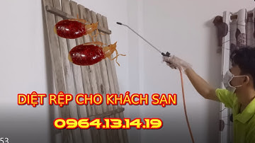 DIỆT RỆP GIƯỜNG TẬN GỐC | DIỆT RỆP KHÁCH SẠN | DIỆT RỆP GIƯỜNG