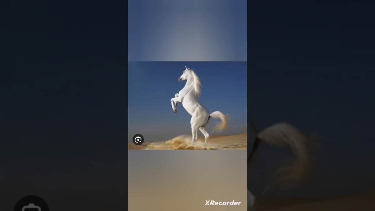 white horse vs black horse