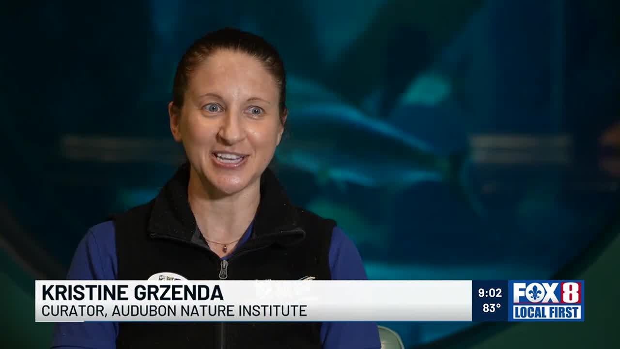 Marine biologists say shark attacks off Gulf Coast shores remain rare