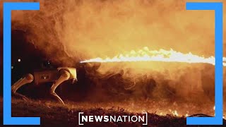 Flamethrowing ‘dog’ is dangerous: NewsNation contributor | NewsNation Prime