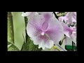 Красивая витрина с орхидеями в Бауцентре 20 марта 2021г , Думала, что орхидея прыгнет в руки)