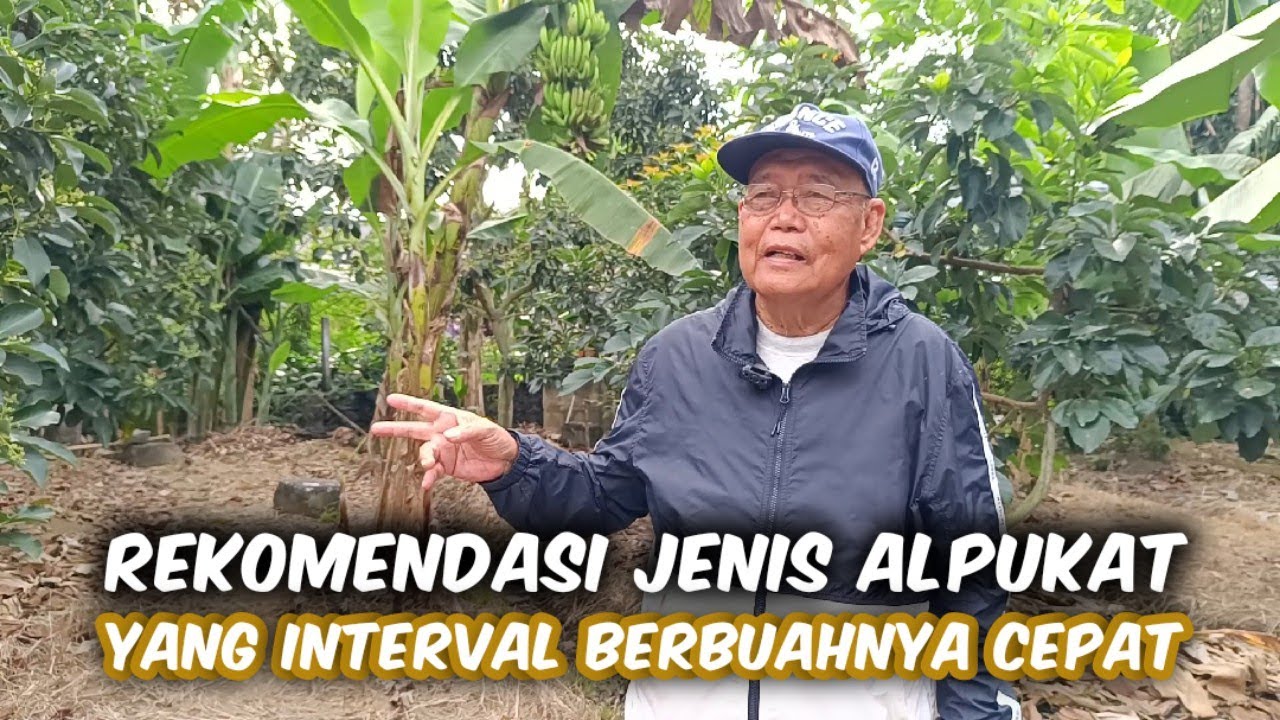 Alpukat Green Taiwan Panen Lebih Cepat 4 Bulan Sudah Bisa Dipanen